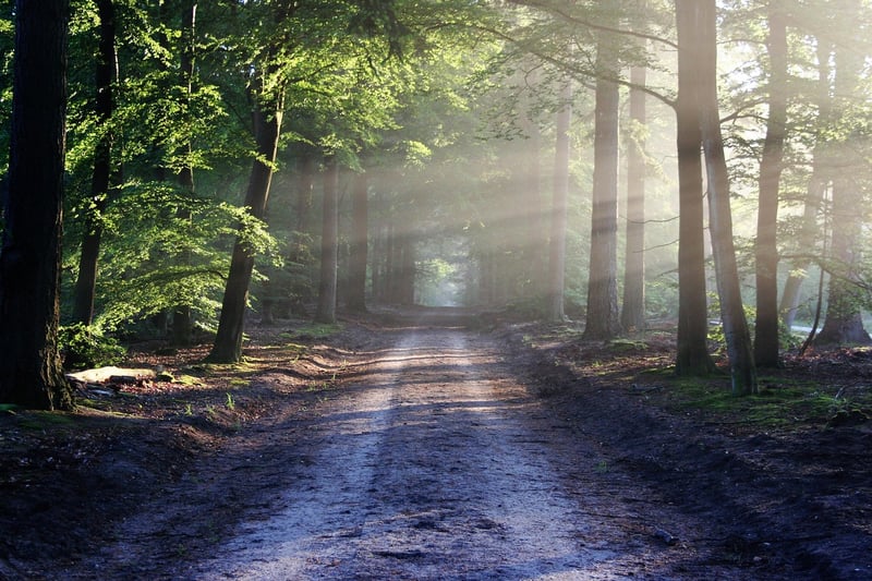 Forest Walk Visualization